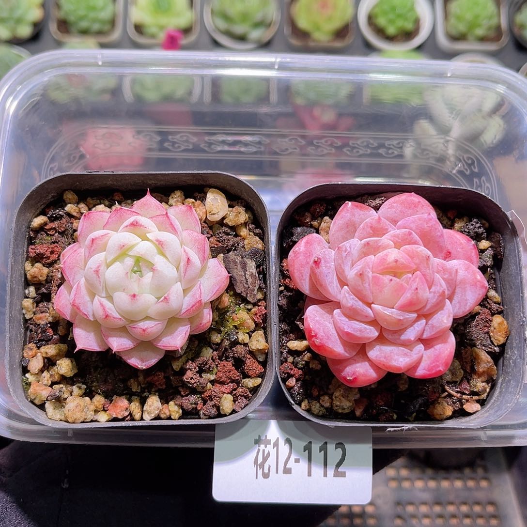 花利美12-112女王➕红胖子