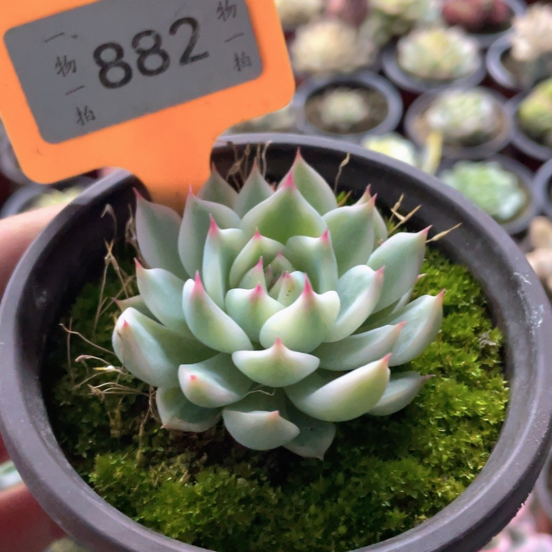自***哥882号多肉植物盆栽