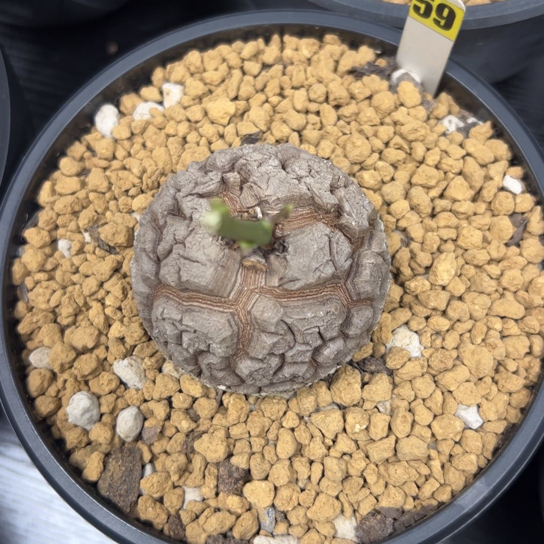 精品盆栽养定的龟甲龙59号