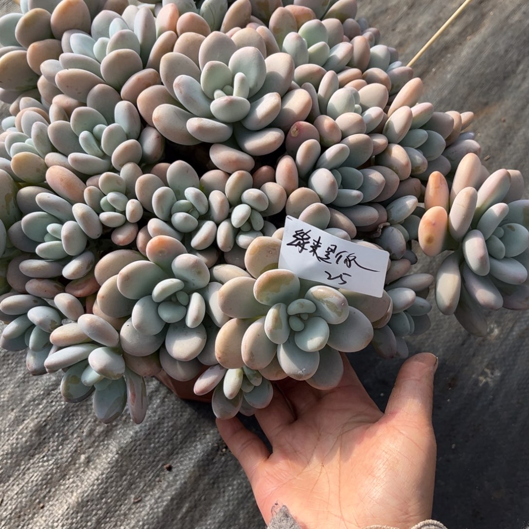 缘***你洛神多肉植物多肉植物