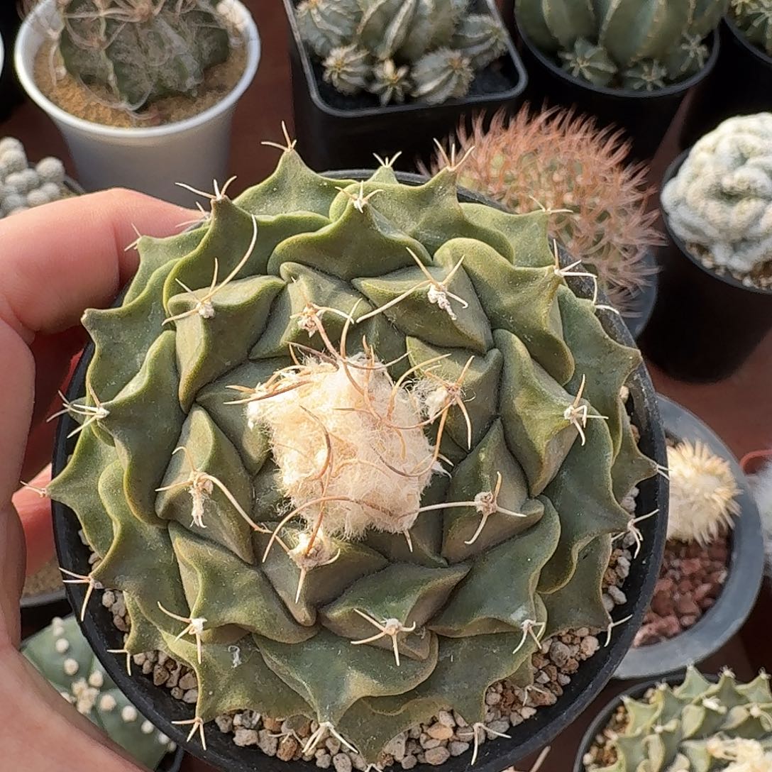 幽***子帝冠实生仙人球开花