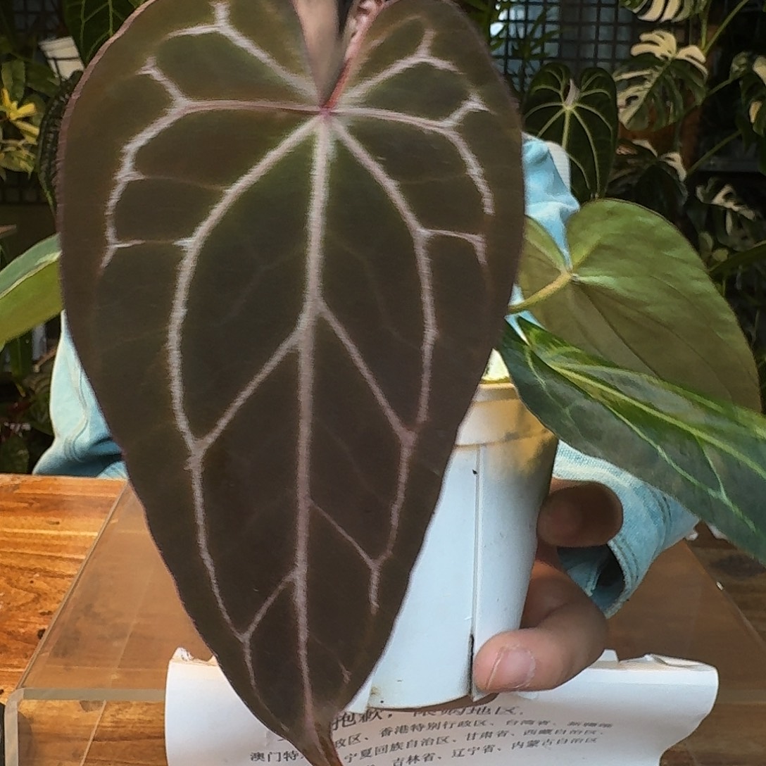 完全开放H131巧克力杂紫水晶