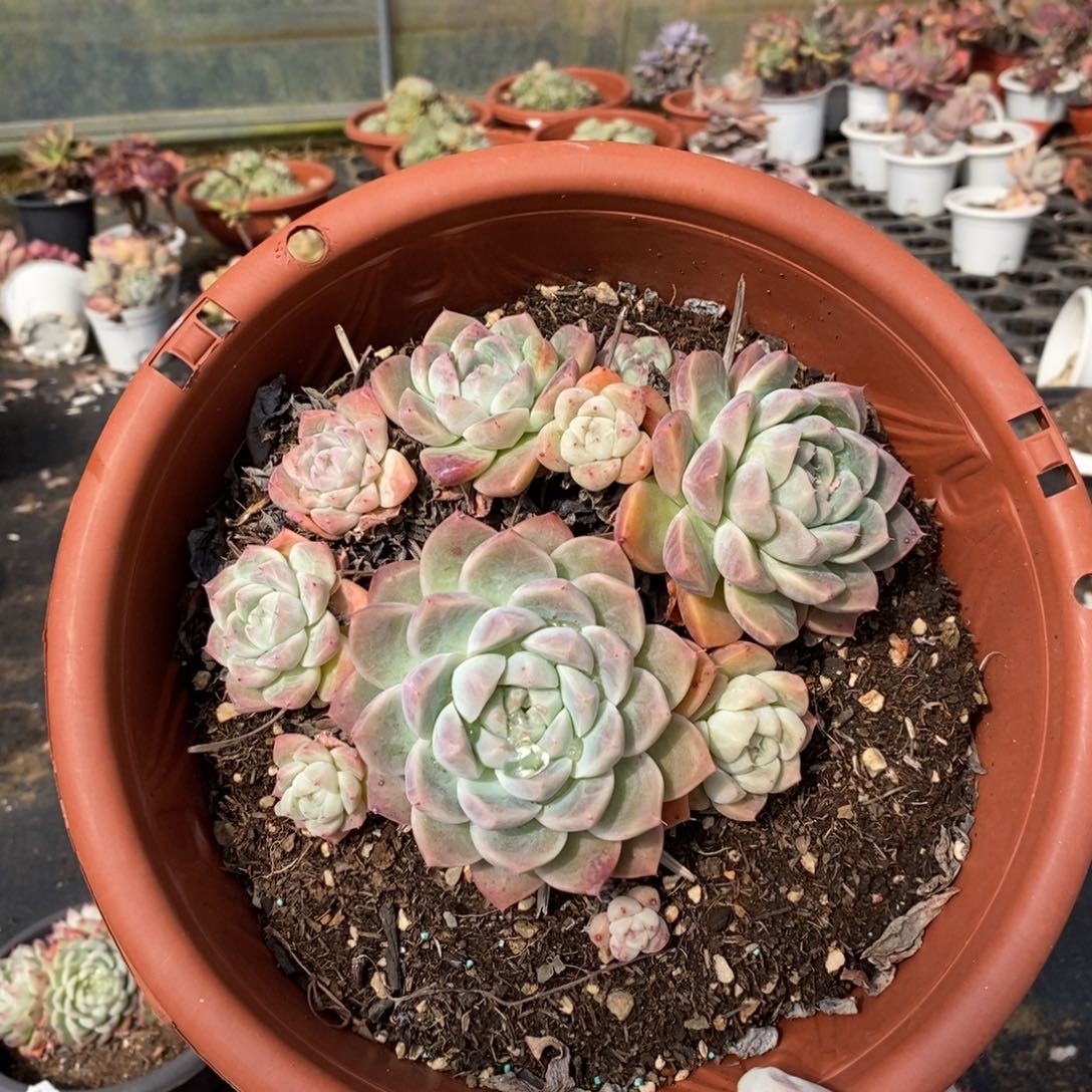 510西施多头一物一拍