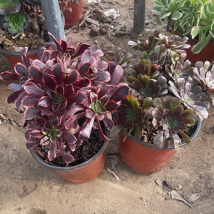 2棵玫瑰玫瑰玫瑰玫瑰