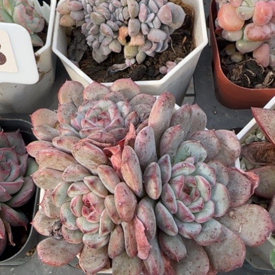 13白胖子多肉植物多