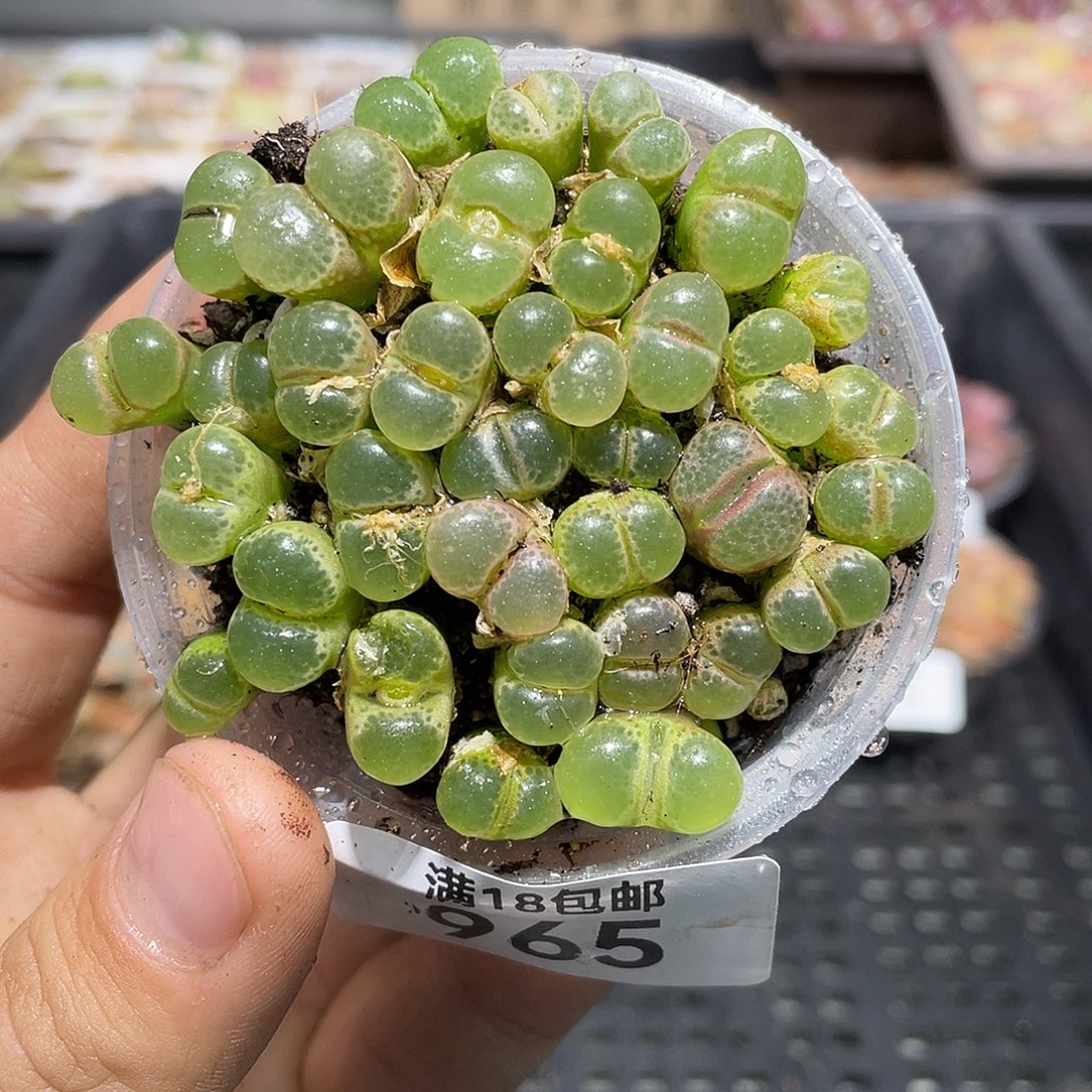 965当天凑满十八元包邮生石花