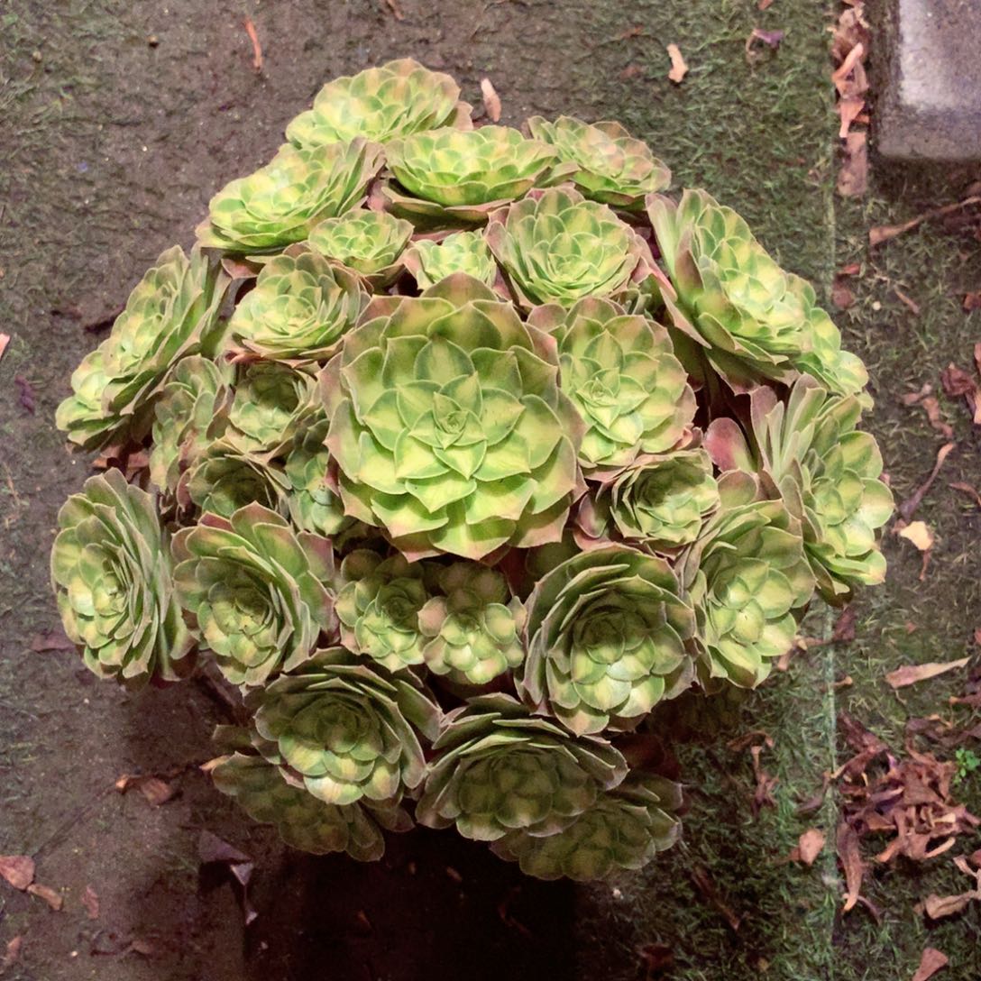 韶华老桩，多肉植物