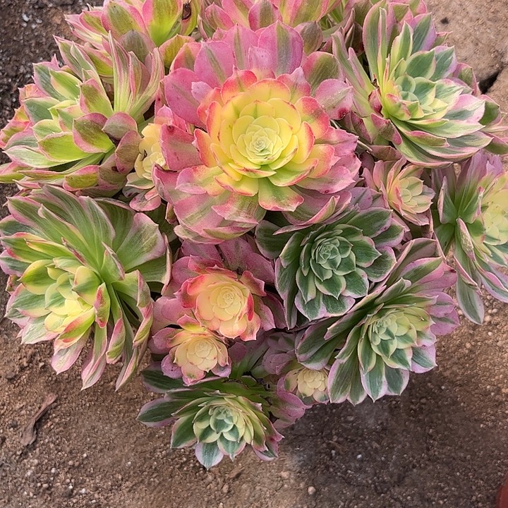 多肉植物海仙锦…………