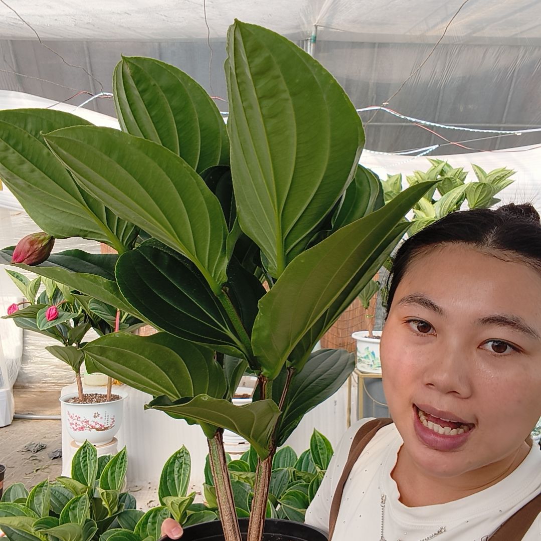 无花朵宝莲灯一物一拍基地直发