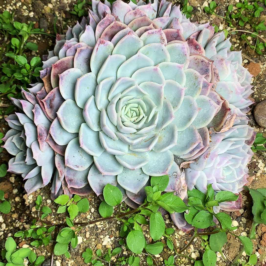 约瑟琳多肉一物一拍