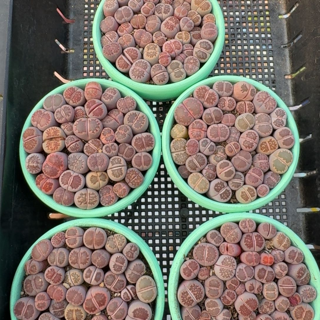 陶盆优选紫菊切糕福利一份