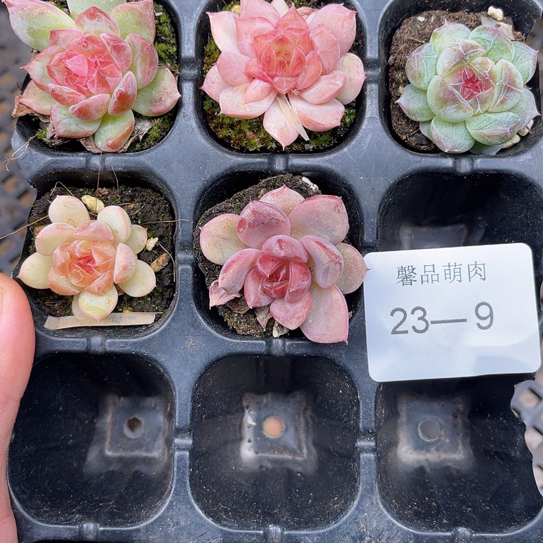 祺***宝多肉一物一拍23-9