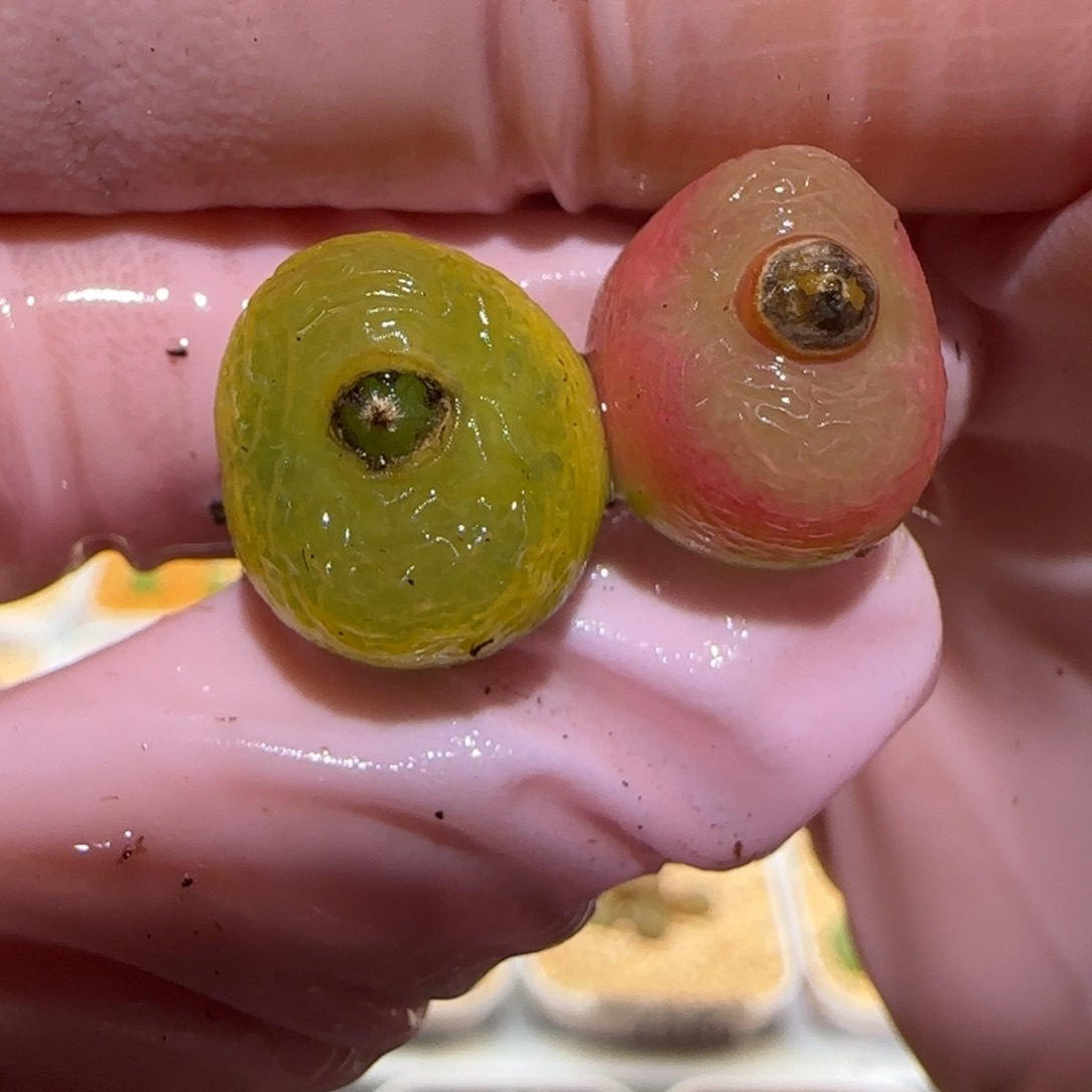 肉锥多肉植物百科-1384