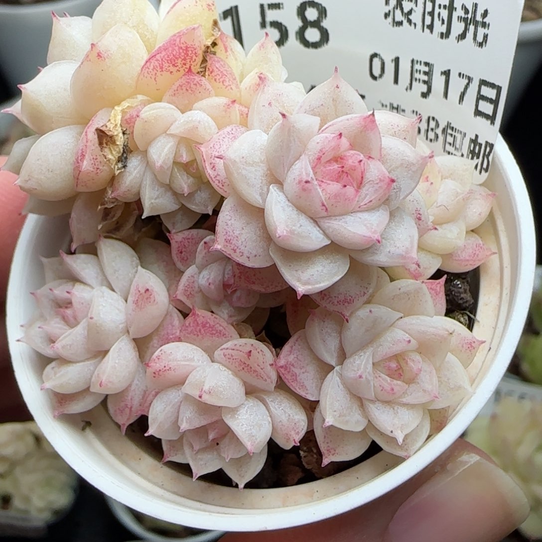 0117-158麦秆麦秆