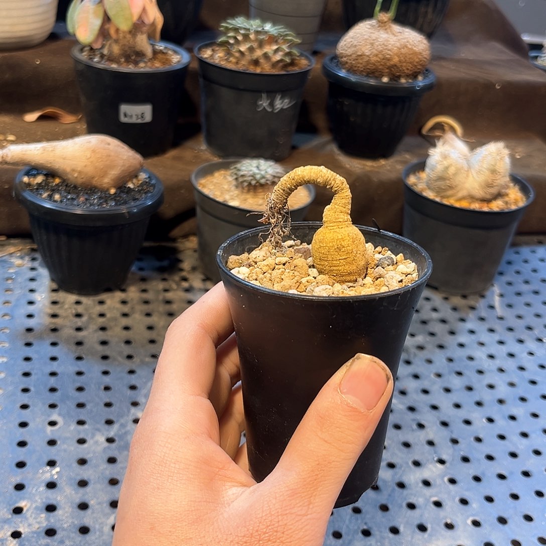 红叶拉巴提11111111