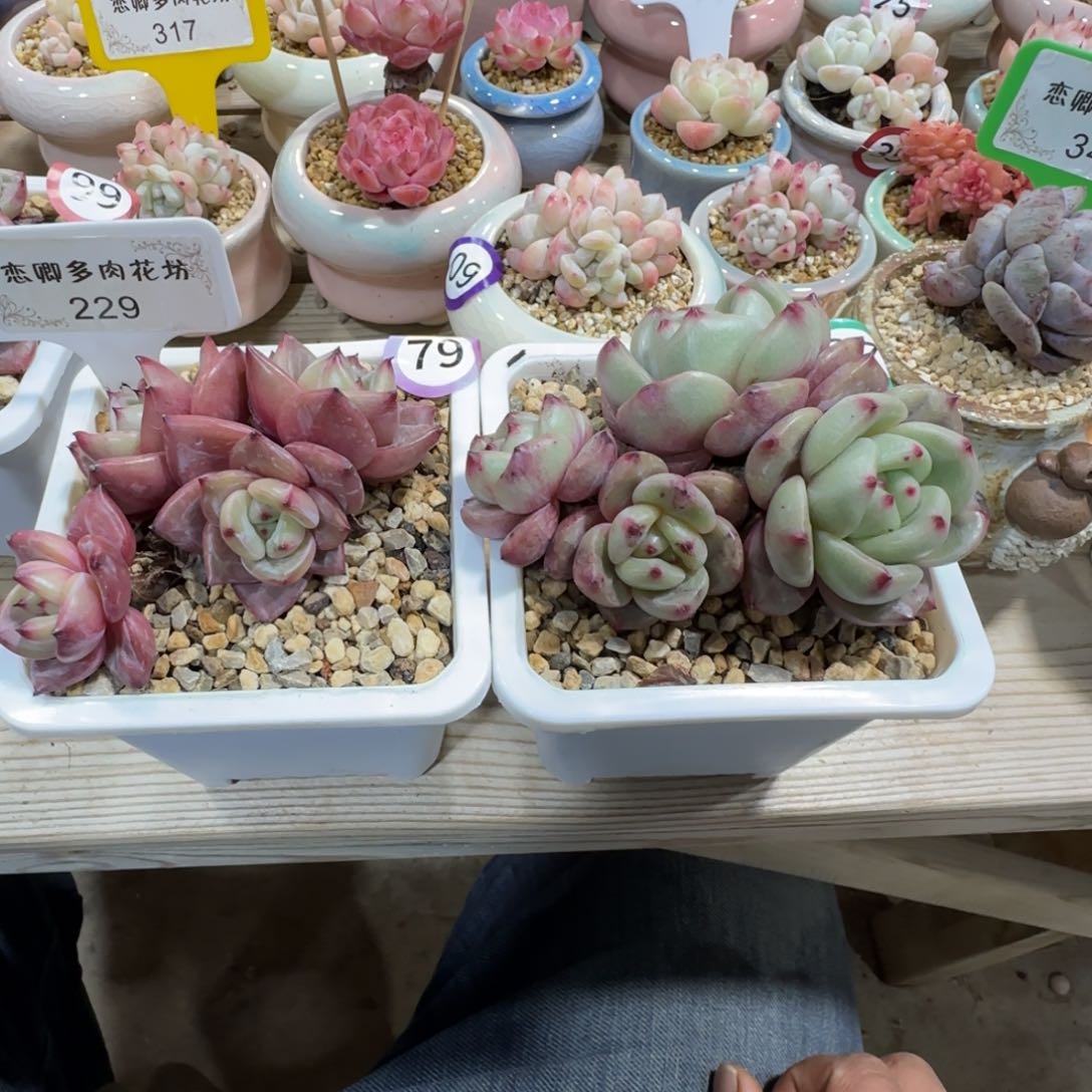 品*229香槟组合00000
