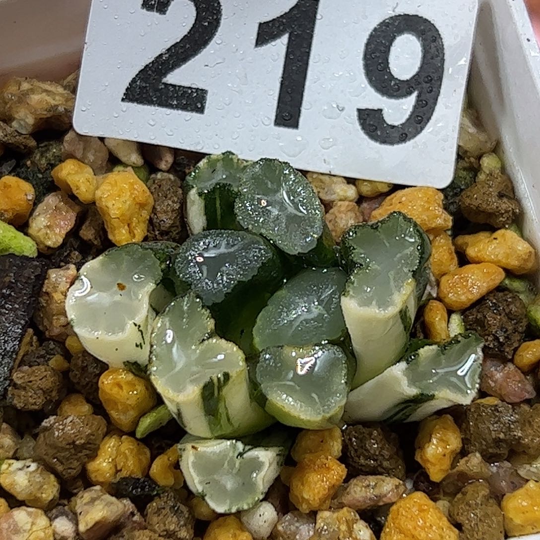 白瓷万象锦十二卷多肉植物