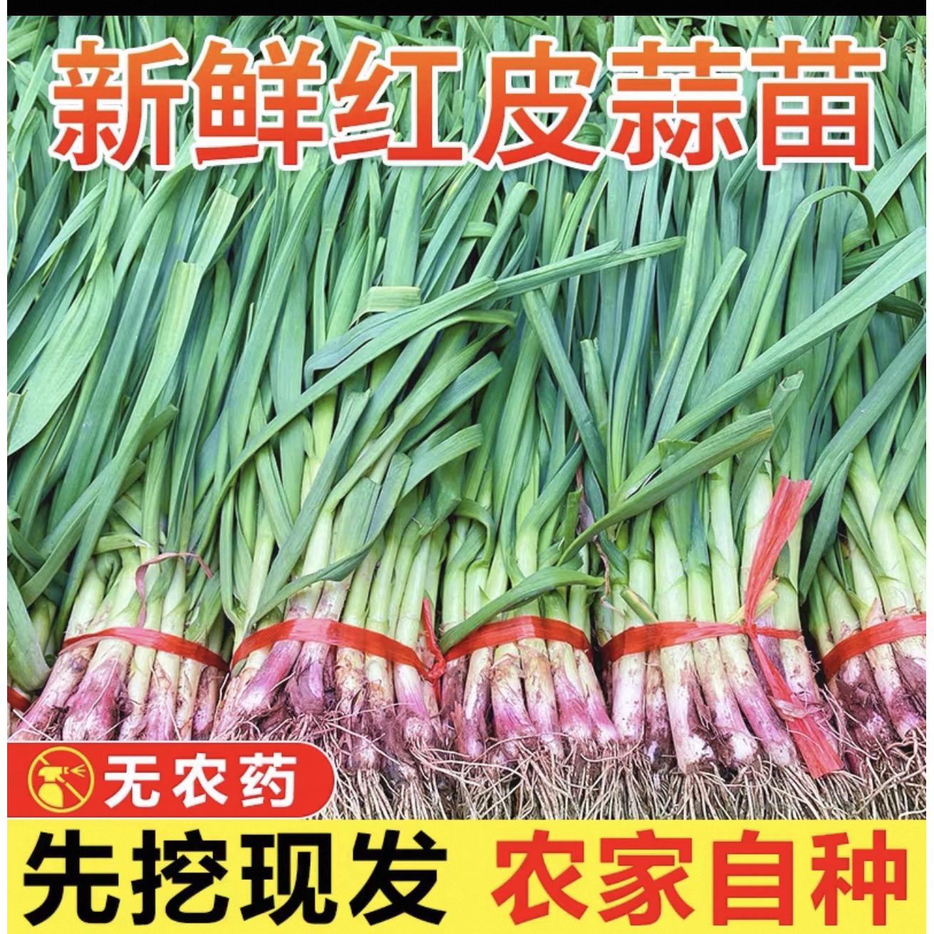 新鲜现挖农家自种香蒜苗现拔现发包邮