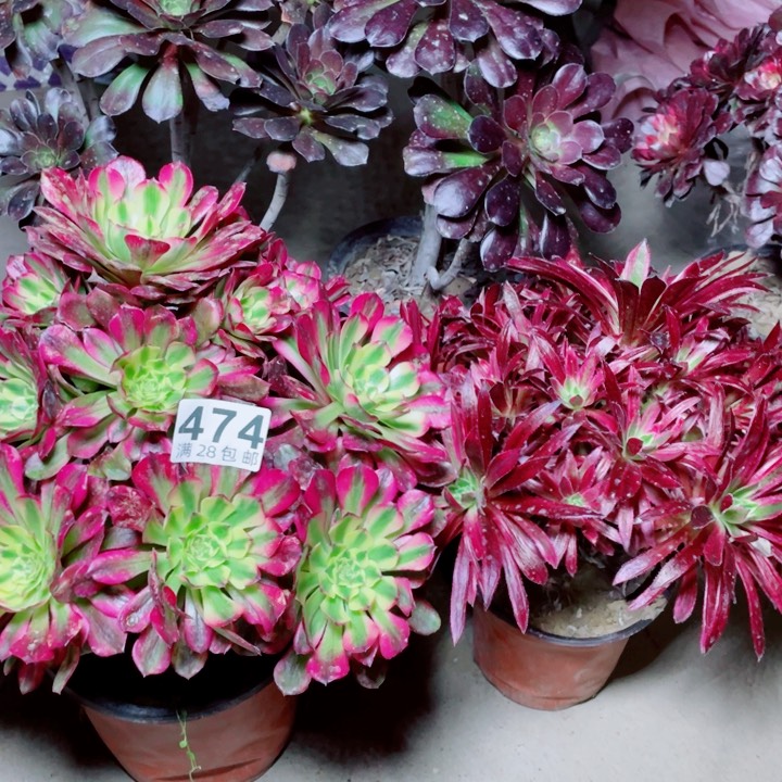 多肉植物组合474