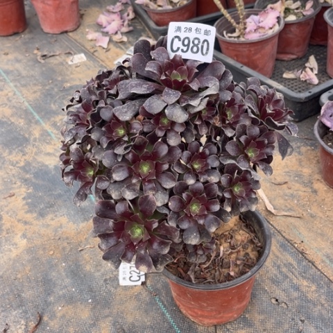 980欧紫不包断枝