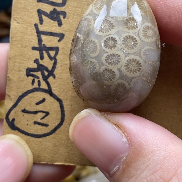 硅化珊瑚（珊瑚玉）未镶嵌颈饰