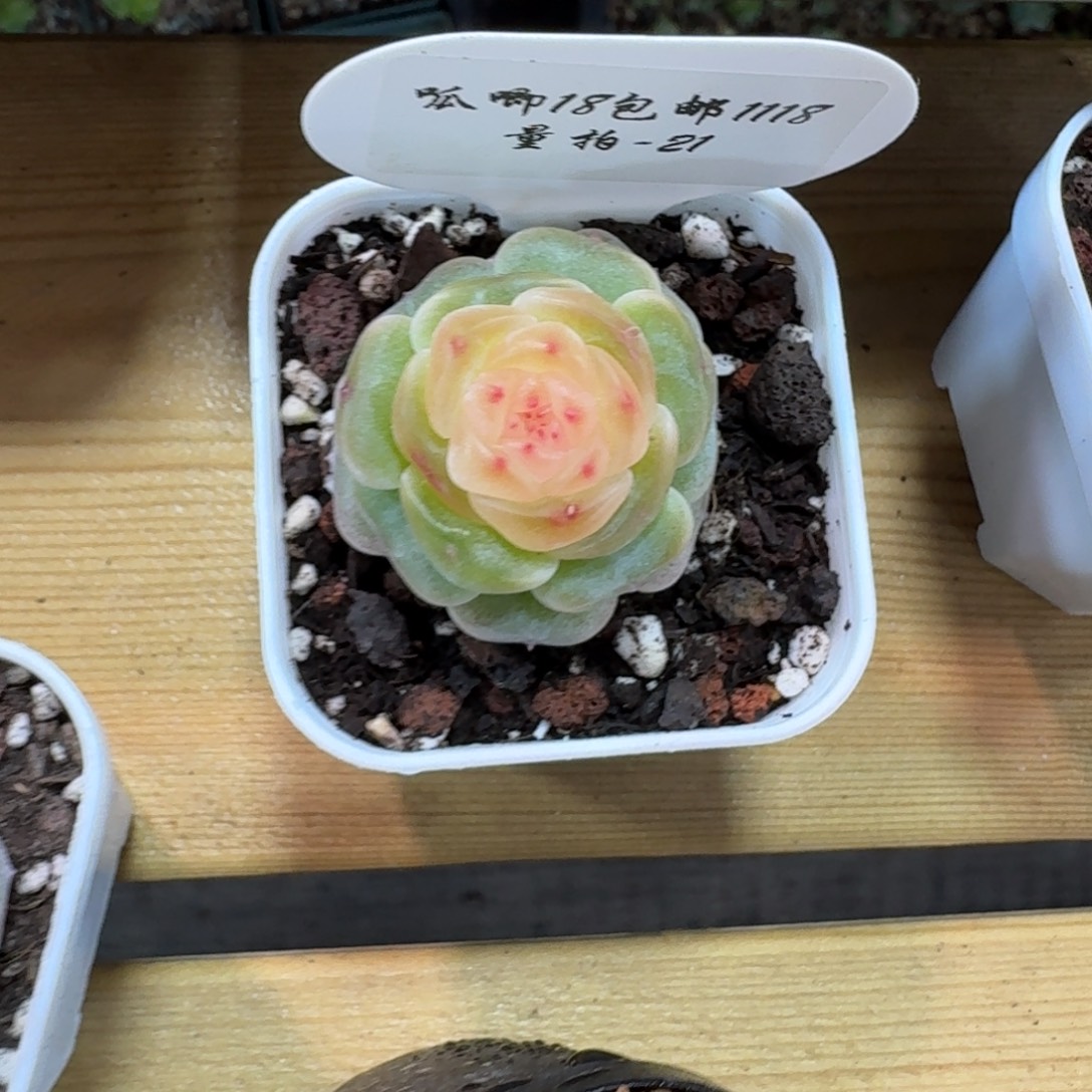 碎***念1118-021-汉白玉单头