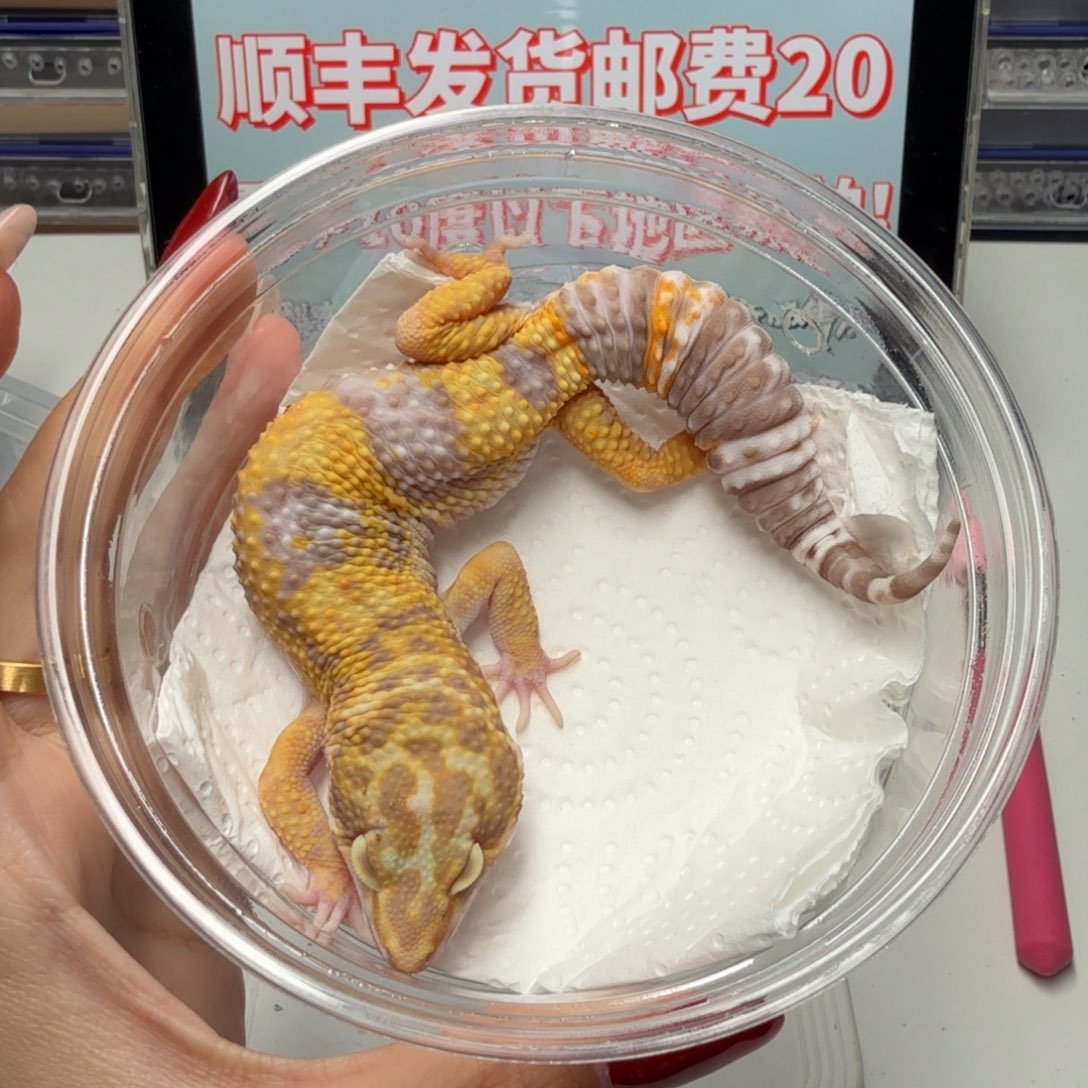 豹纹守宫橘白弟弟