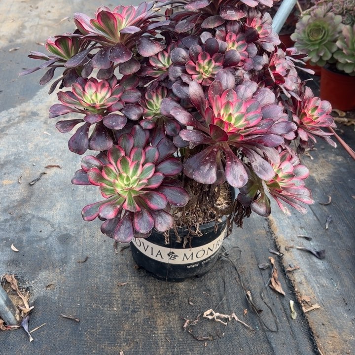 26丽娜多肉多肉多肉多肉