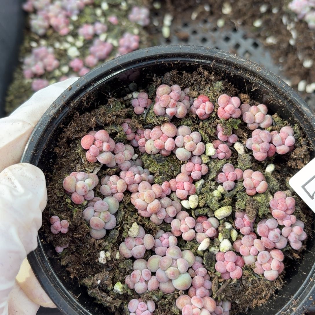 多肉植物多肉植物58