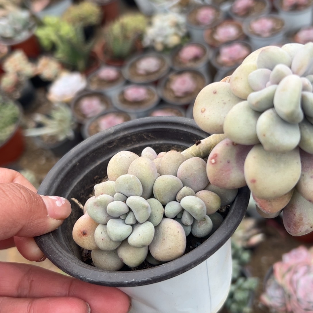 酷***?多肉植物多肉植物