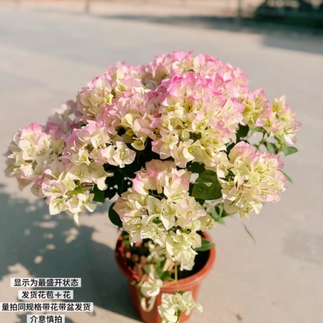 绿樱·a晒太阳变粉网红三角梅