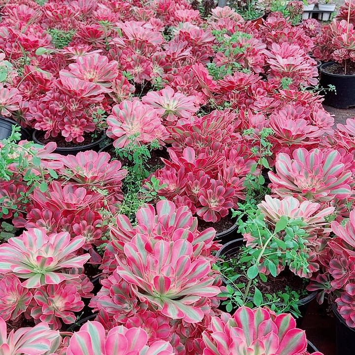 粉女巫老桩多肉植物大战