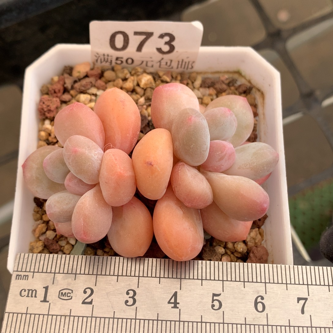 73双头韩版香水冠服6.5