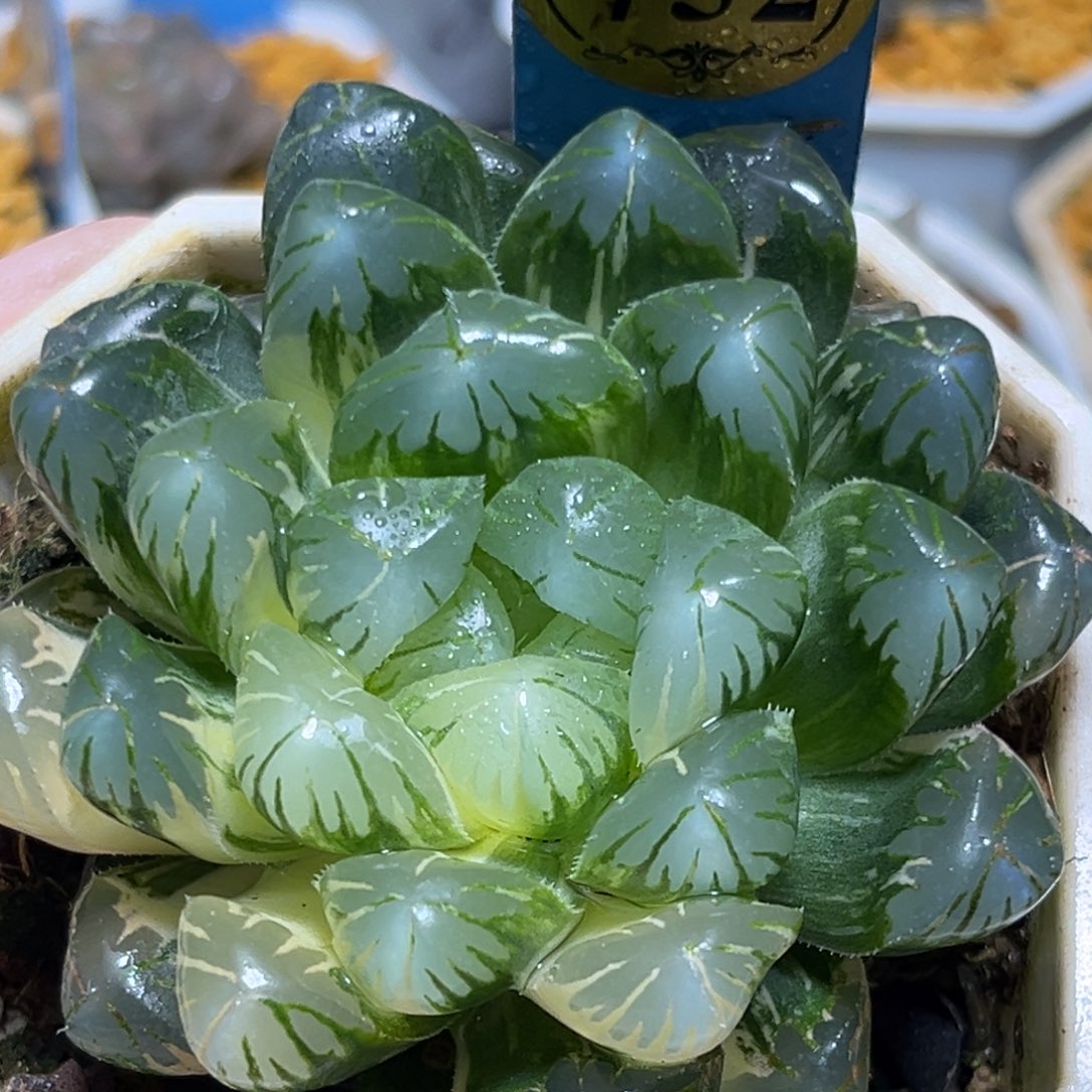 恭喜发财大吉大利752