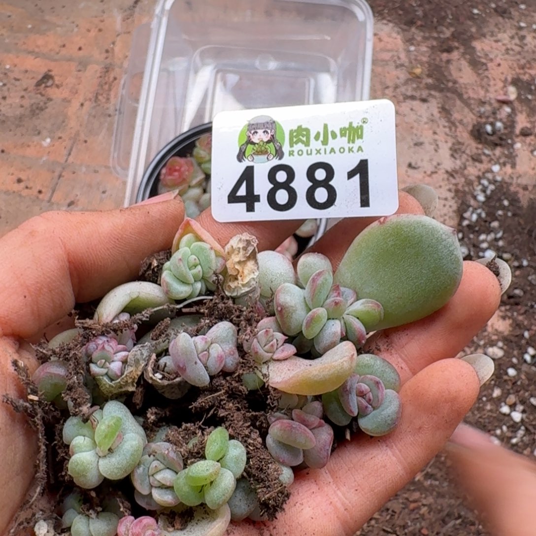 小***姑多肉植物多肉植物