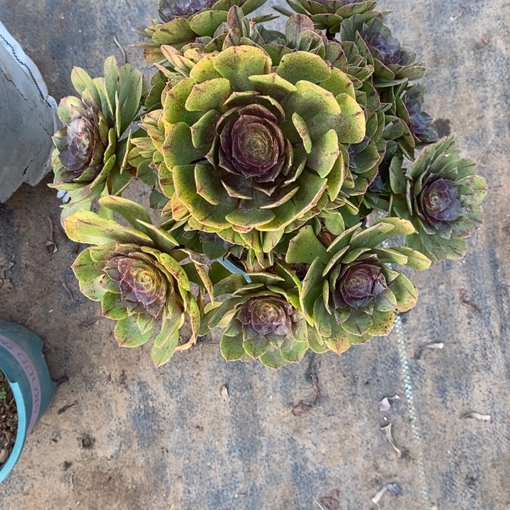 万拉丝12多肉植物法师开示