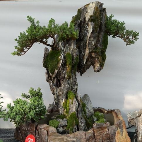 无花朵青龙石假山盆景