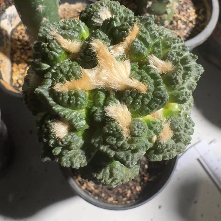 苗接优选龟甲6公分