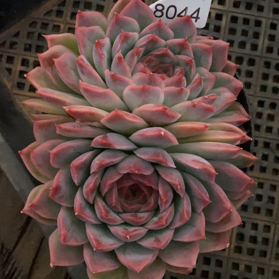 叶***D杂交精品多肉8044~12厘米