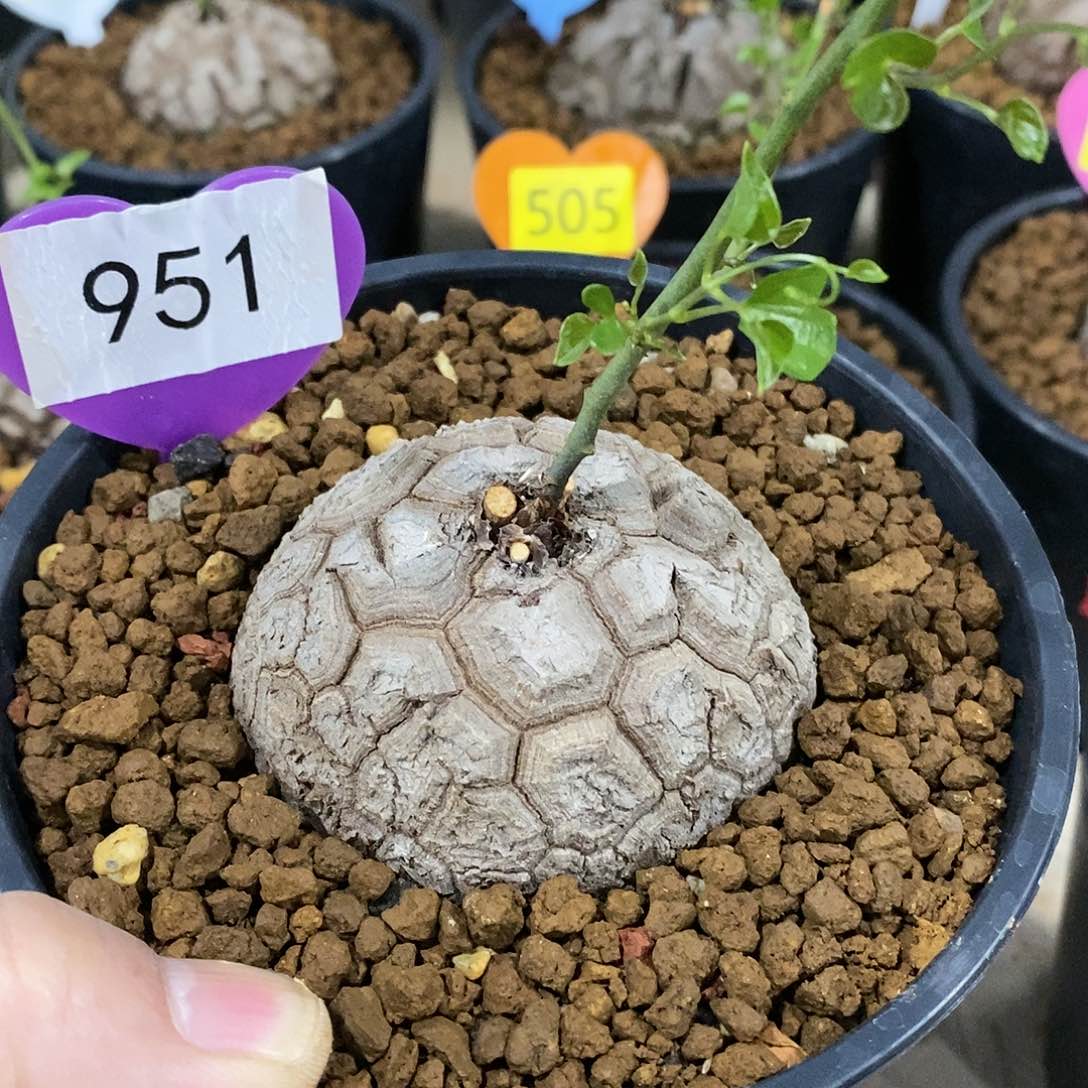 南非龟甲龙龟甲龙