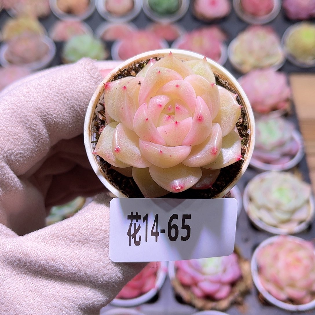 花利美14-65新品单头