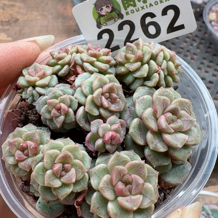 多肉植物多肉植物