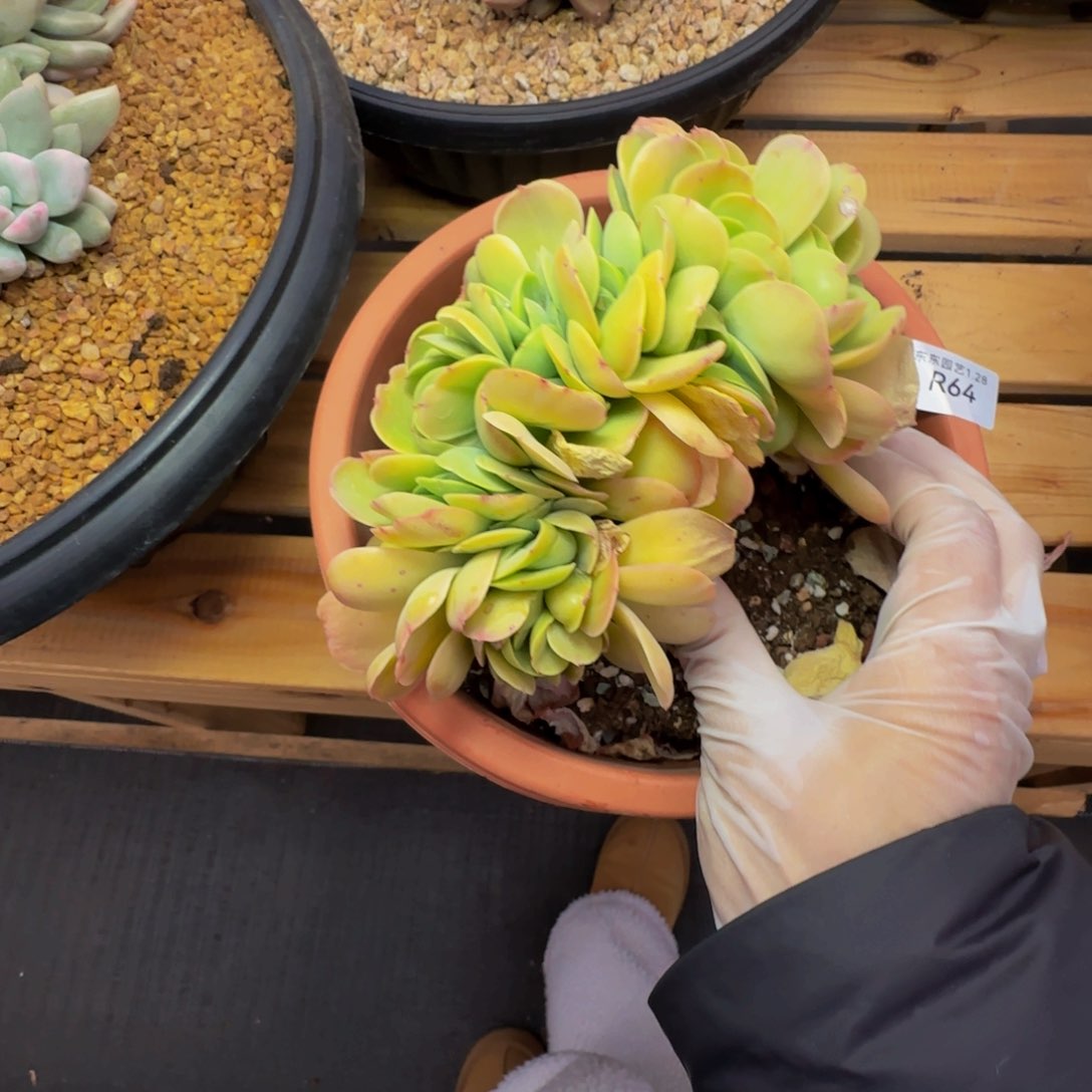 r r r r r r r r r r 64