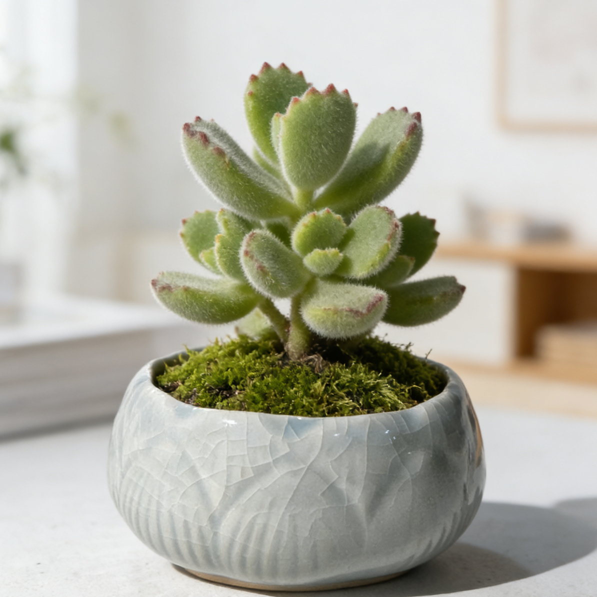 透气不积水陶瓷小花盆直径9高5.5厘米桌面多肉绿植花器中国风花盆