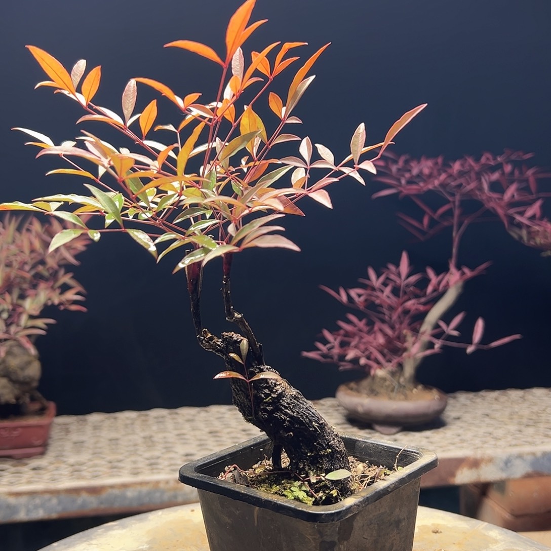 不开花植物000000006