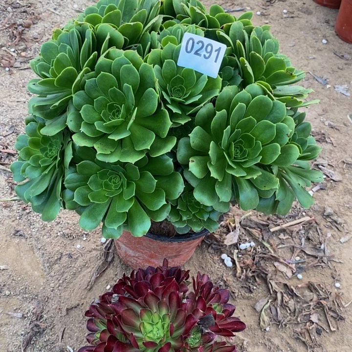 0291两颗法师多肉