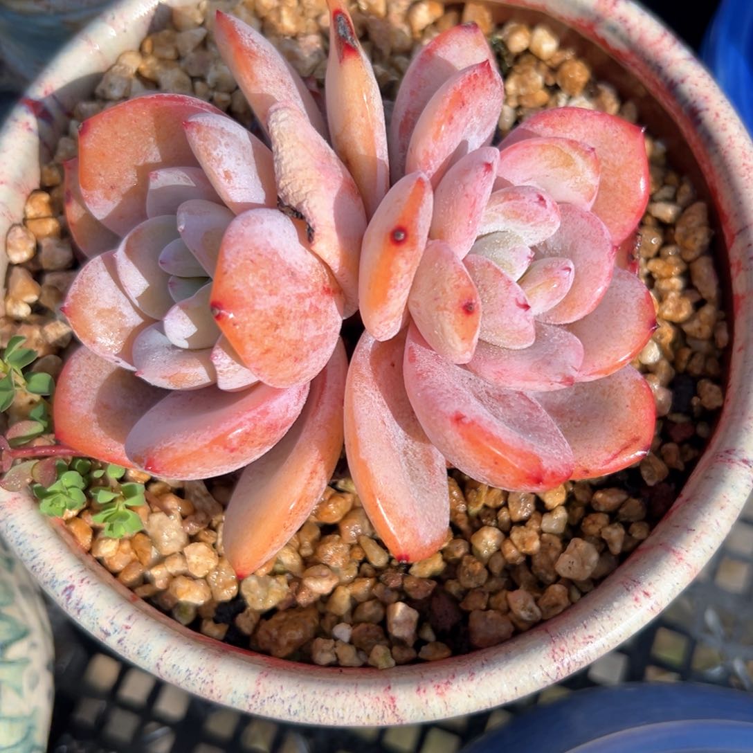 奶茶（满38包邮）多肉