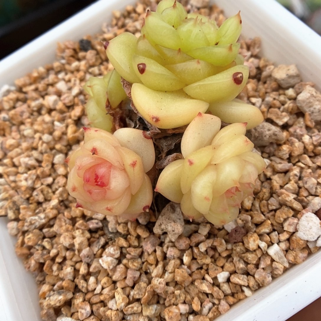 玉芷珍妮群生40号