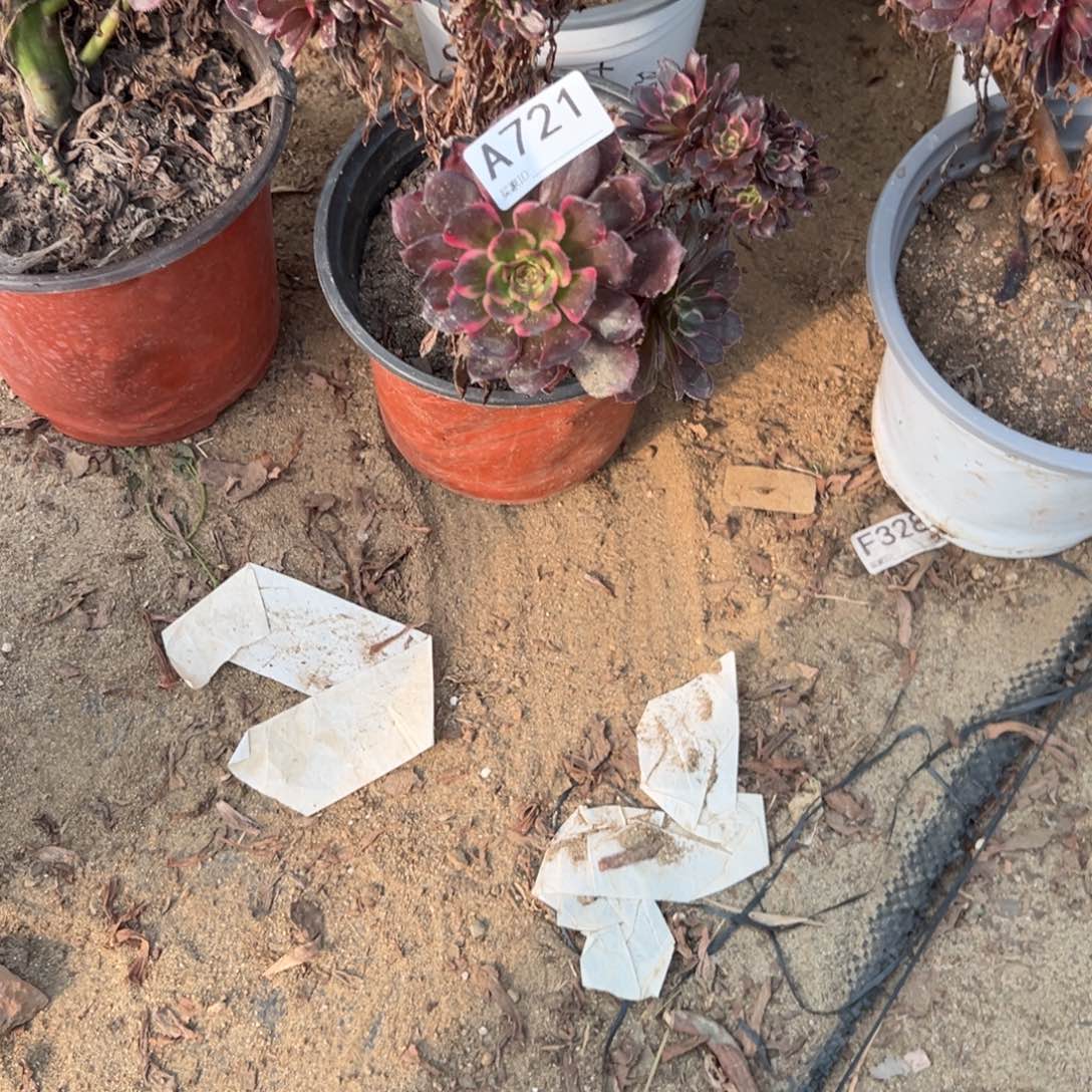 花***酱721烟花缀化多肉植物