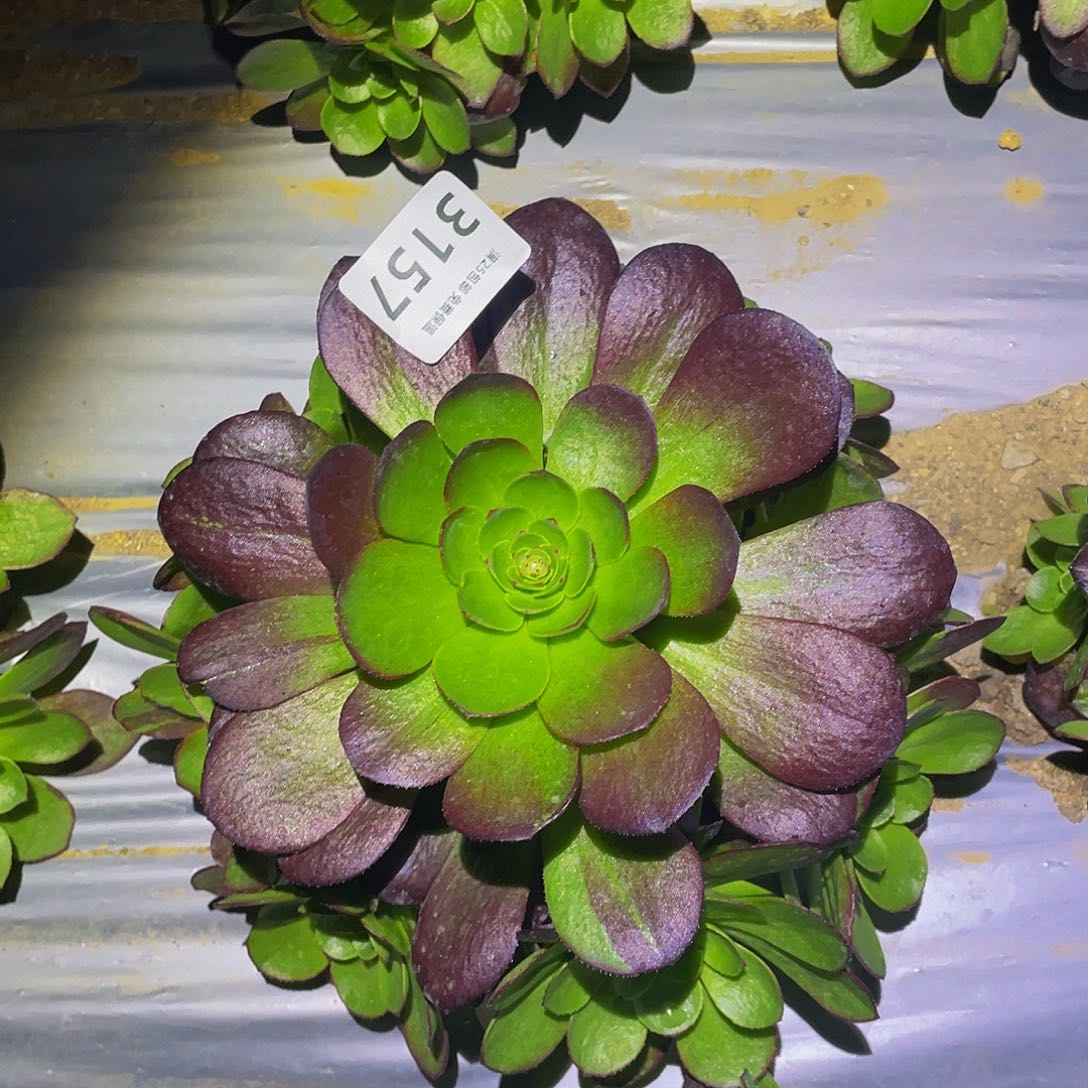 3157黑寡妇多肉植物